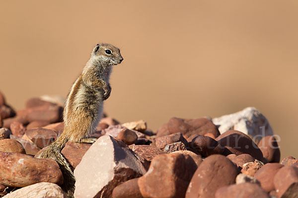 Atlashörnchen (Atlantoxerus getulus)