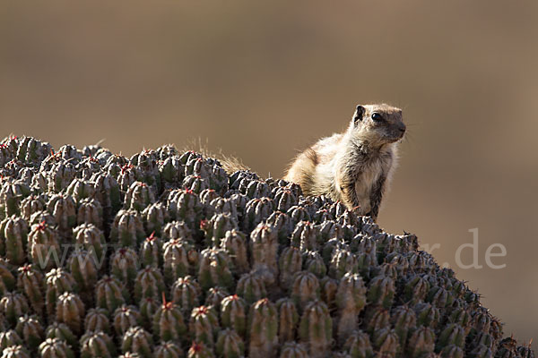 Atlashörnchen (Atlantoxerus getulus)