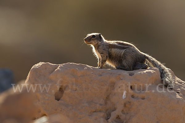 Atlashörnchen (Atlantoxerus getulus)