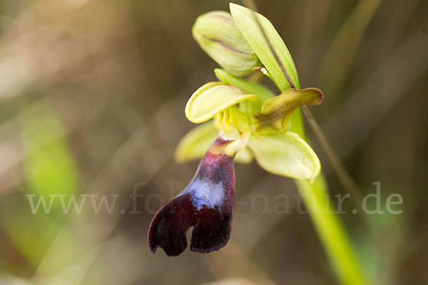 Atlasragwurz (Ophrys atlantica)