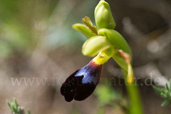 Atlasragwurz (Ophrys atlantica)