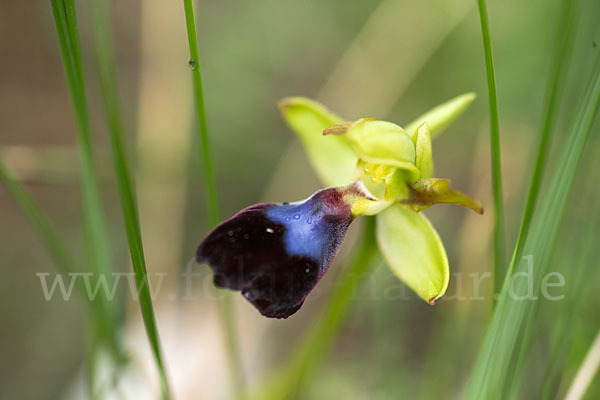 Atlasragwurz (Ophrys atlantica)