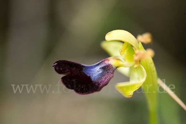 Atlasragwurz (Ophrys atlantica)