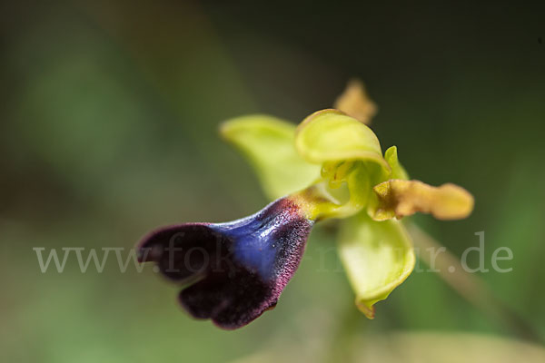 Atlasragwurz (Ophrys atlantica)