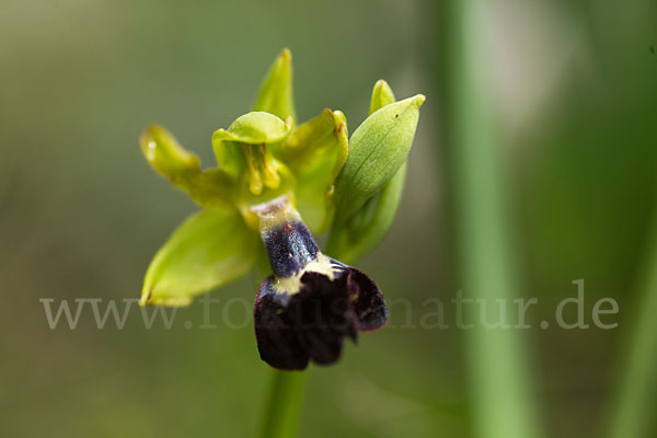 Atlasragwurz (Ophrys atlantica)