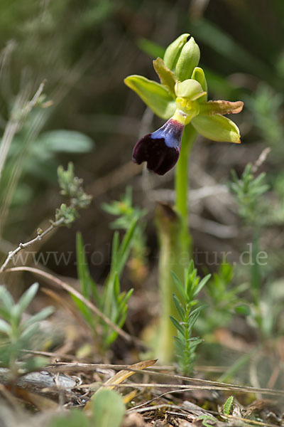 Atlasragwurz (Ophrys atlantica)