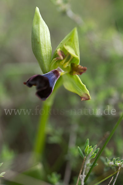 Atlasragwurz (Ophrys atlantica)