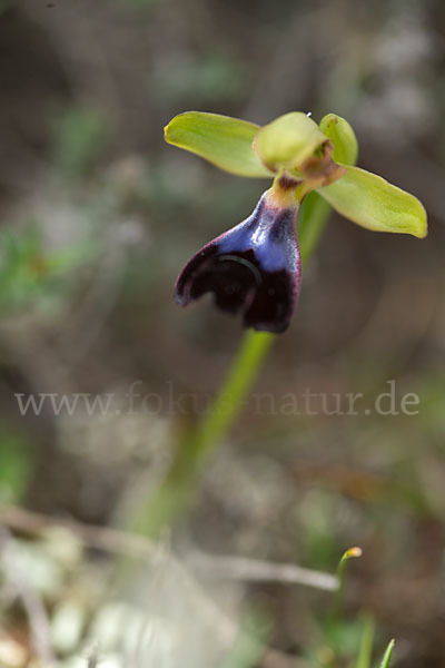 Atlasragwurz (Ophrys atlantica)