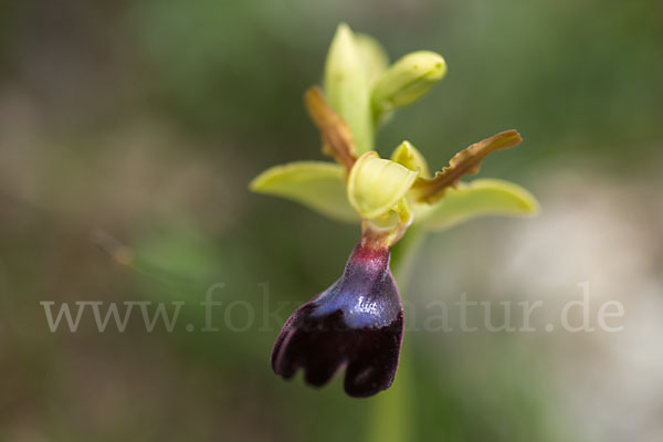 Atlasragwurz (Ophrys atlantica)