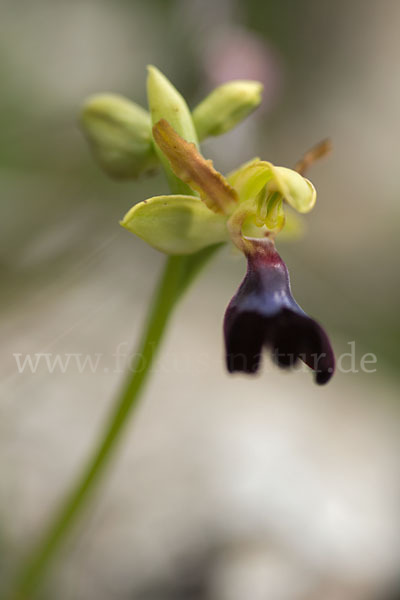 Atlasragwurz (Ophrys atlantica)