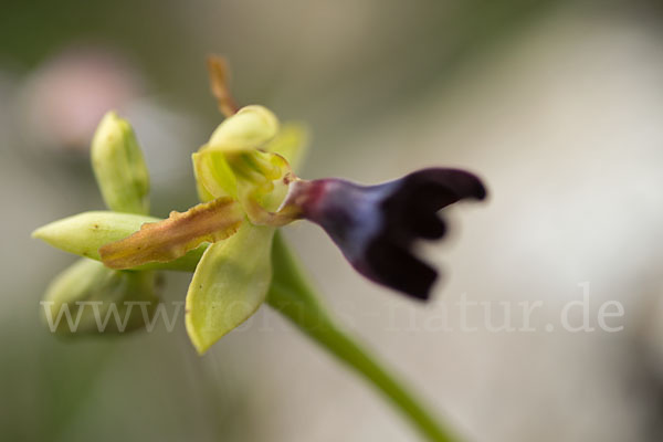 Atlasragwurz (Ophrys atlantica)