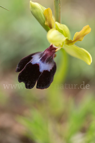 Atlasragwurz (Ophrys atlantica)