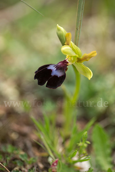 Atlasragwurz (Ophrys atlantica)