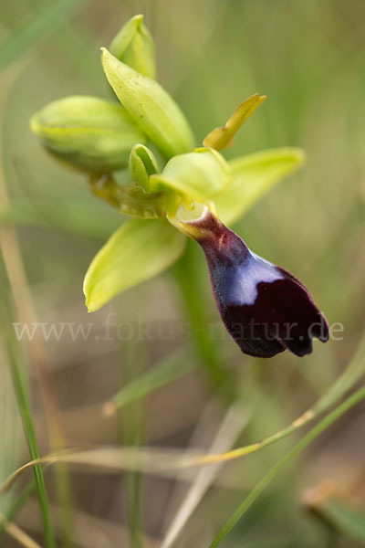 Atlasragwurz (Ophrys atlantica)