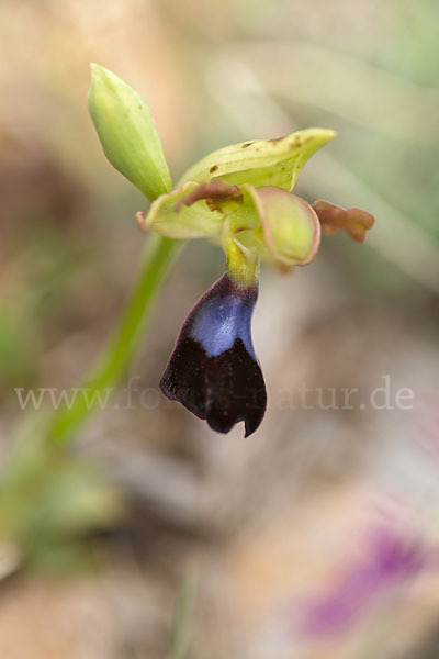 Atlasragwurz (Ophrys atlantica)