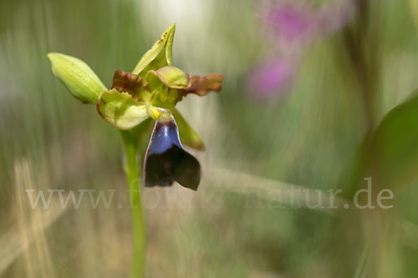 Atlasragwurz (Ophrys atlantica)