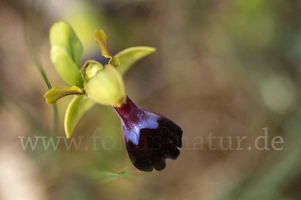 Atlasragwurz (Ophrys atlantica)