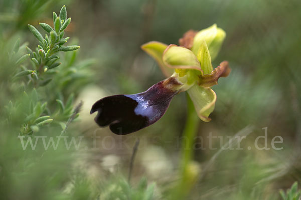 Atlasragwurz (Ophrys atlantica)