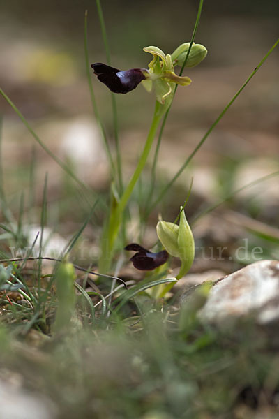 Atlasragwurz (Ophrys atlantica)