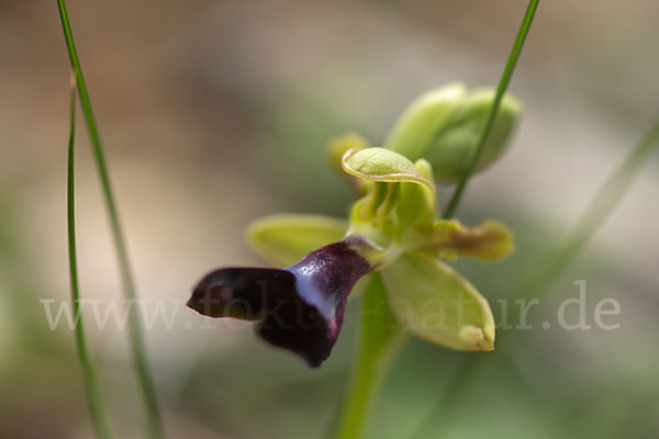 Atlasragwurz (Ophrys atlantica)