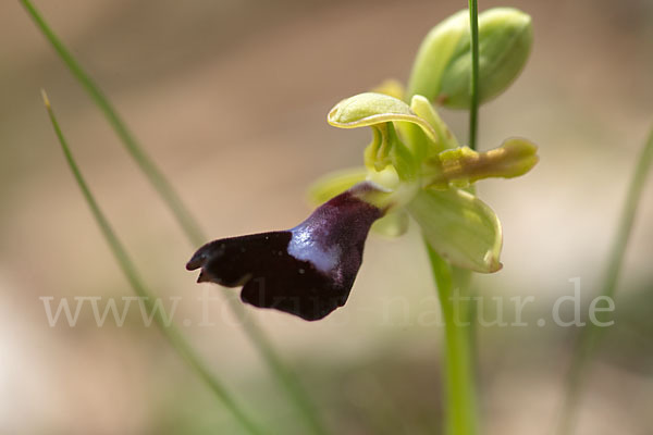 Atlasragwurz (Ophrys atlantica)