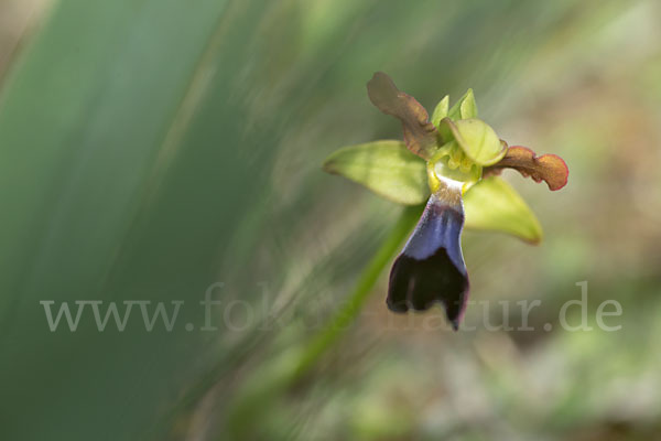 Atlasragwurz (Ophrys atlantica)