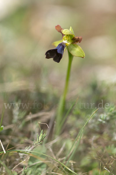 Atlasragwurz (Ophrys atlantica)