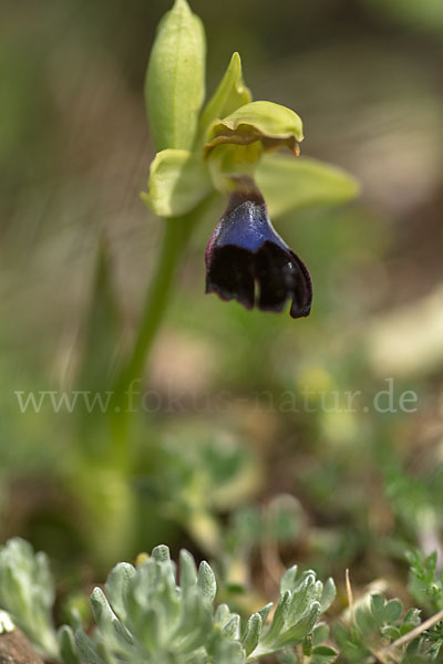 Atlasragwurz (Ophrys atlantica)