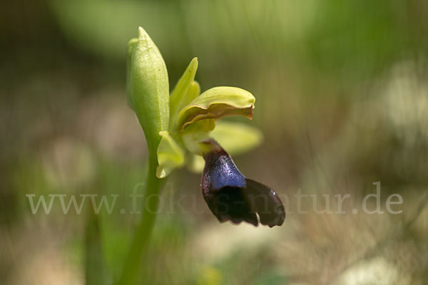 Atlasragwurz (Ophrys atlantica)