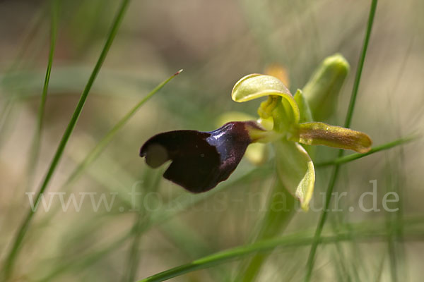 Atlasragwurz (Ophrys atlantica)