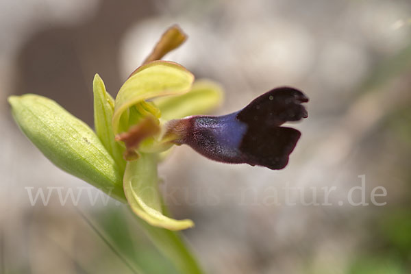 Atlasragwurz (Ophrys atlantica)