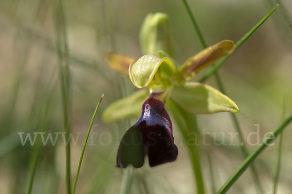 Atlasragwurz (Ophrys atlantica)