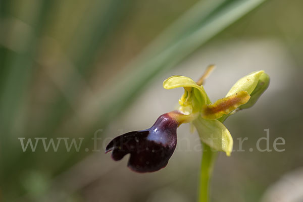 Atlasragwurz (Ophrys atlantica)