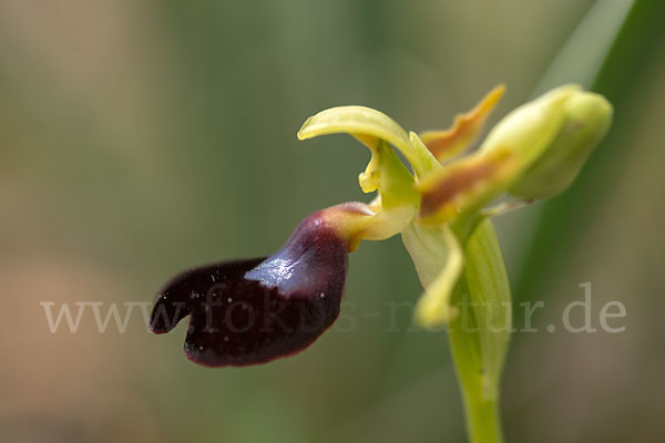 Atlasragwurz (Ophrys atlantica)