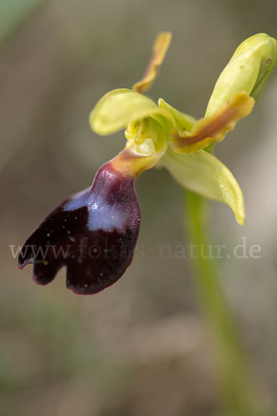 Atlasragwurz (Ophrys atlantica)