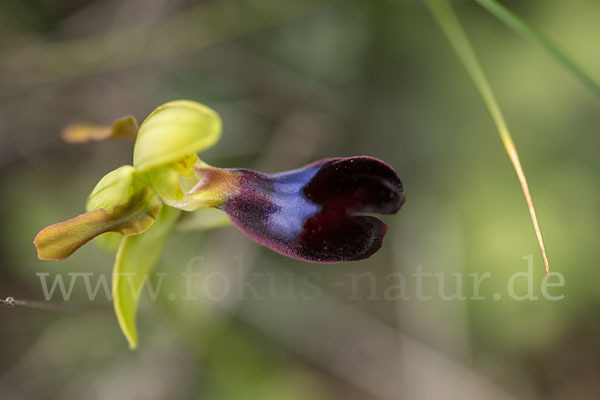 Atlasragwurz (Ophrys atlantica)