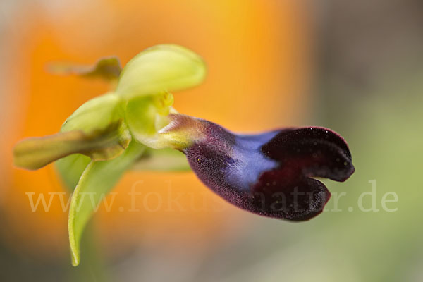 Atlasragwurz (Ophrys atlantica)