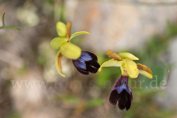 Atlasragwurz (Ophrys atlantica)