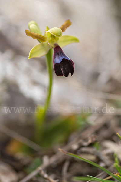 Atlasragwurz (Ophrys atlantica)