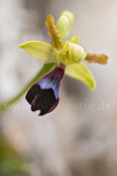 Atlasragwurz (Ophrys atlantica)