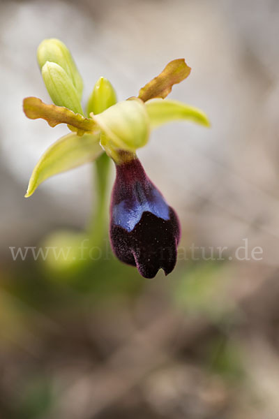 Atlasragwurz (Ophrys atlantica)