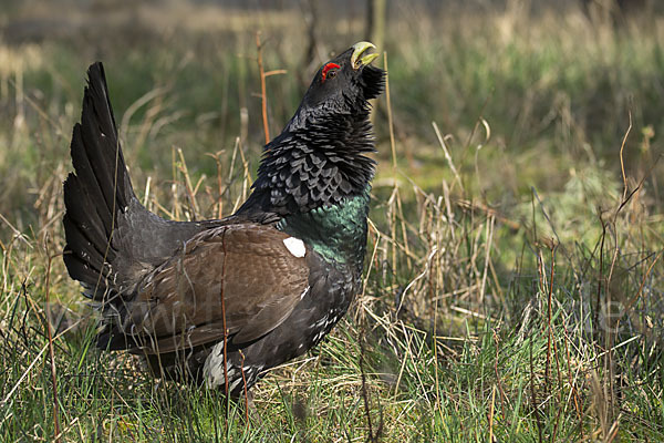 Auerhuhn (Tetrao urogallus)