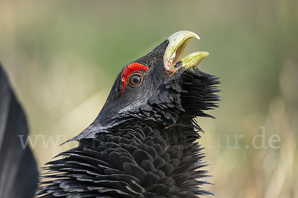 Auerhuhn (Tetrao urogallus)