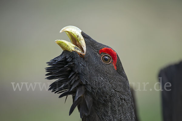 Auerhuhn (Tetrao urogallus)