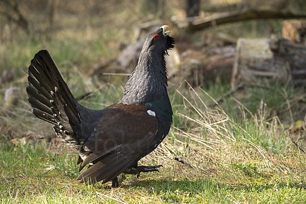 Auerhuhn (Tetrao urogallus)