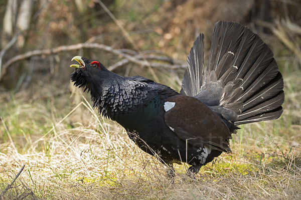 Auerhuhn (Tetrao urogallus)