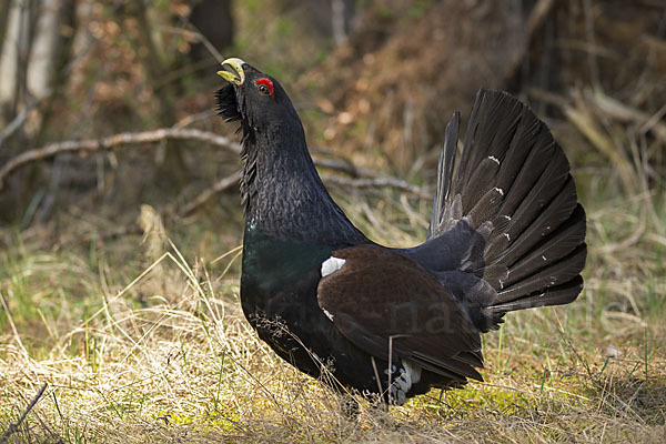 Auerhuhn (Tetrao urogallus)