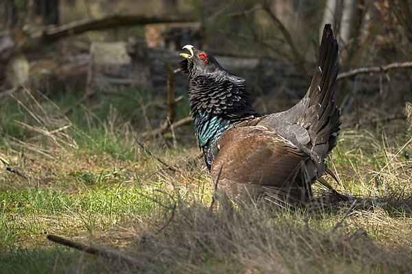 Auerhuhn (Tetrao urogallus)