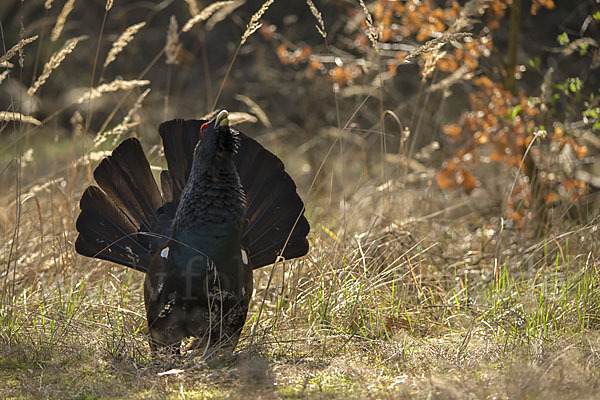 Auerhuhn (Tetrao urogallus)