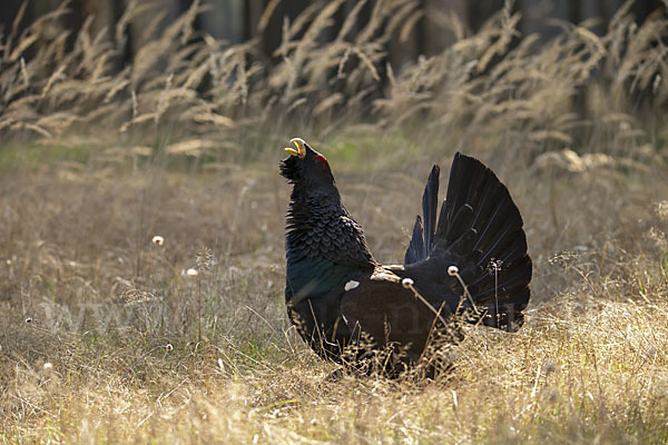 Auerhuhn (Tetrao urogallus)